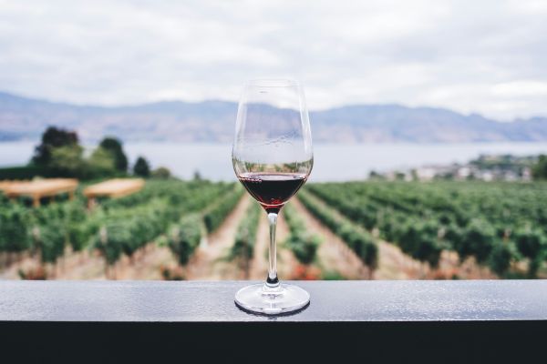 Voyages Vinicoles Inoubliables : Top Destinations pour les Amateurs de Vin